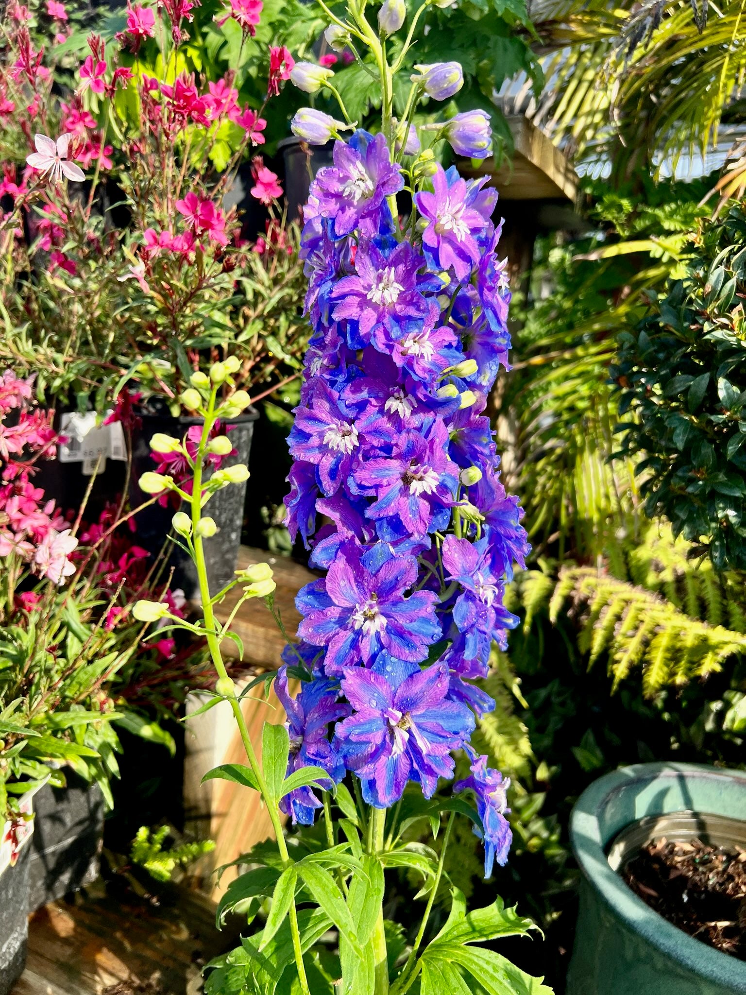 Beautiful Delphinium Guardian Plant blooming with a large stalk of purple and blue flowers