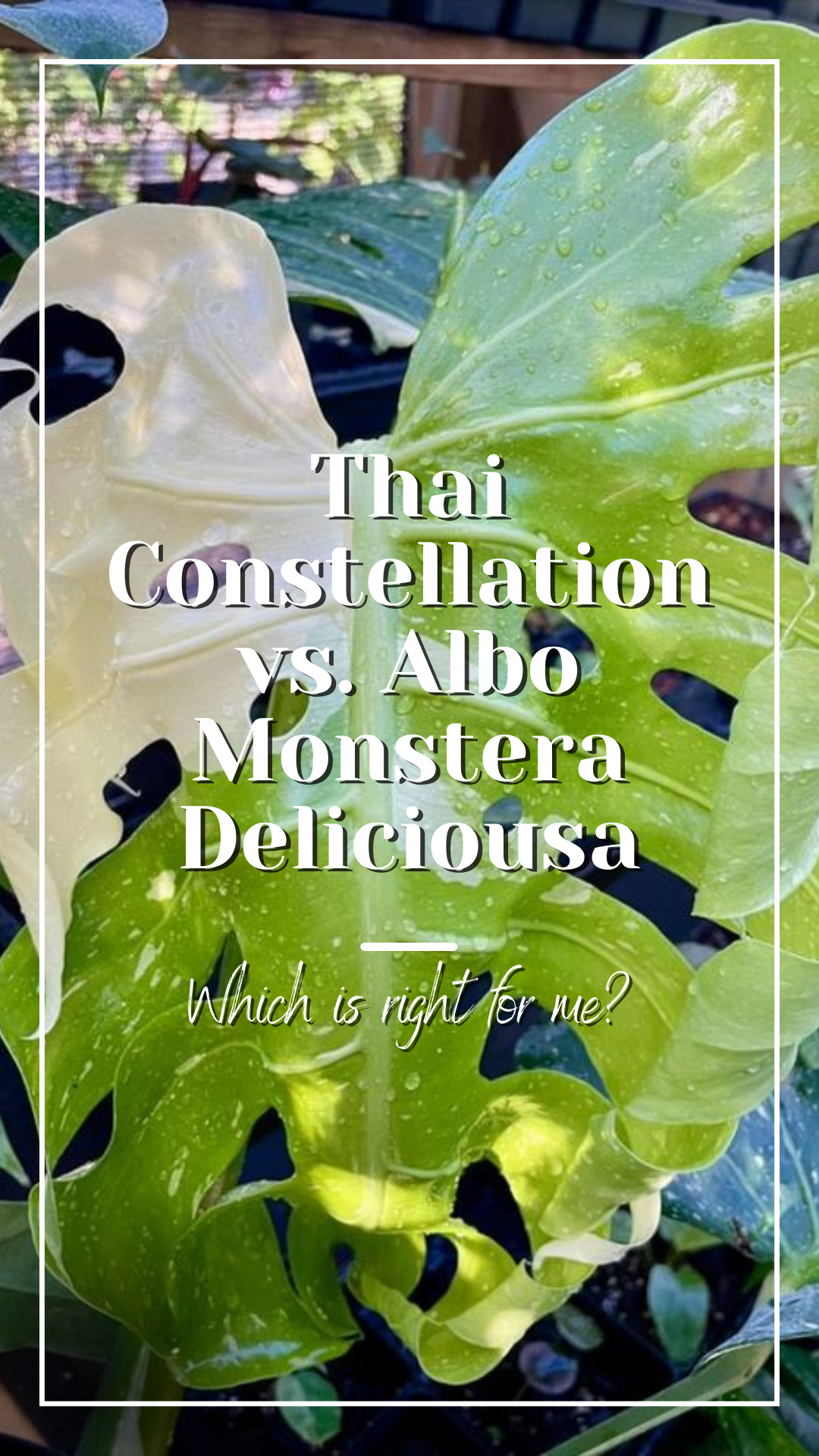 Thai Constellation or Albo: Which Variety of Monstera Deliciousa is right for me?